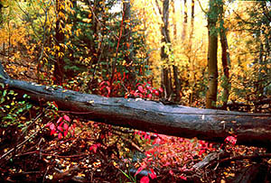 Mosca Creek, Fall