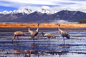 sandhill cranes in spring migration