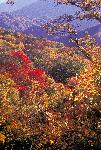 Autumn - Along Newfound Gap Road