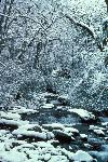 Winter - Snowy Stream