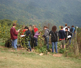 ozone garden 
