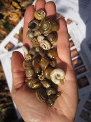snail inventory 