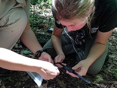 Measuring Salamanders