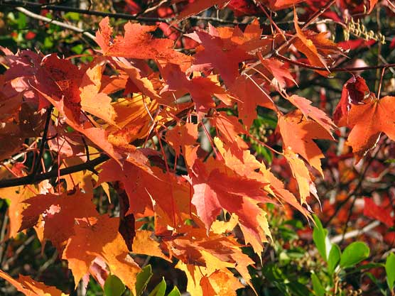 Autumn Foliage