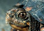 Eastern Box Turtle