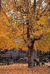 Maple at Cable Mill