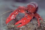 Crayfish