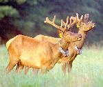 Elk in Cataloochee Valley