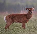 White-tailed Deer
