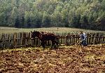 Spring Plowing