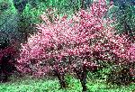 Redbuds in Bloom