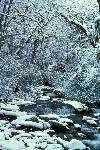 Snowy Stream