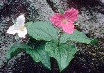 Trillium Grandiflorum