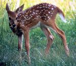 White-tailed Deer Fawn