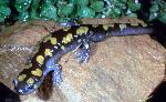 Spotted Salamander