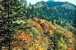 Fall colors