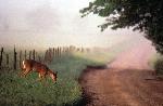 White-tailed Deer