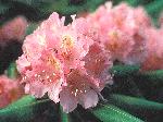 Catawba Rhododendron
