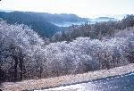 Ice Covered Trees