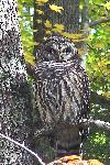 Barred Owl