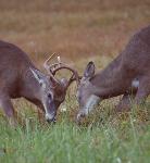 White-tailed deer fighting during autumn rut