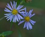 asters-ron shrieves
