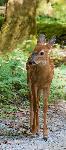 White-tailed deer fawn