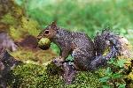 Gray Squirrel 