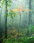single tree-mike baker