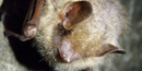 Eastern Pipistrelle bat