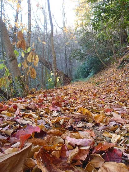 Leaves cover the ground on high elevation trails this week