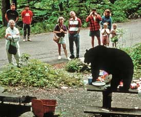 A black bear feeds on an unattended picnic.