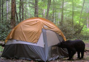 Managers set up a tent to monitor a nuisance bear.