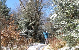 A beech gap on the Appalachian Trail.