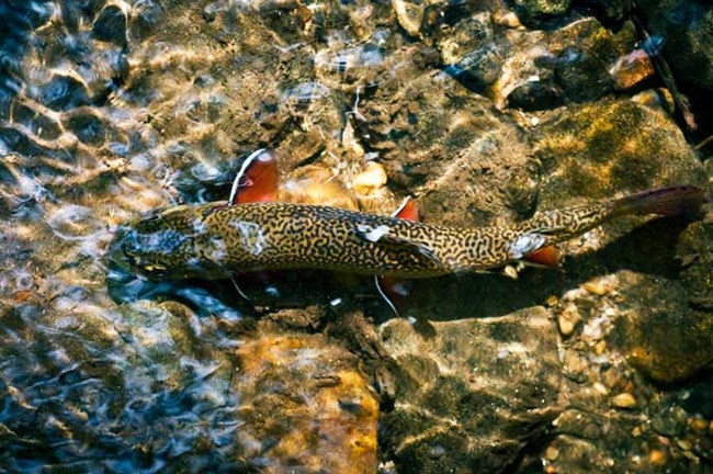 Southern Appalachian Brook Trout in a shallow pool in GSMNP.