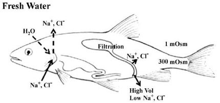 A diagram showing osmoregulation in freshwater and seawater adapted fish.