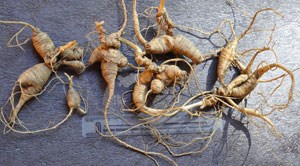 Confiscated ginseng roots that were poached.