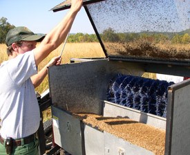 After harvest, the harvester seed pan is full of native Indian Grass seed.