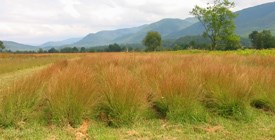 Rows of planted Little Bluestem in Cades Cove.