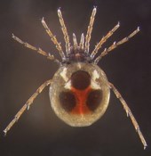 Torrenticola species of water mite.