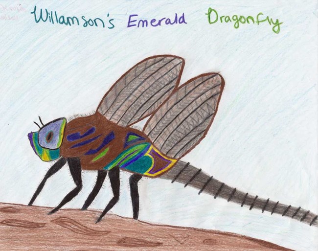 Williamson Emerald Dragonfly