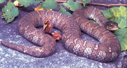 The harmless Northern Water Snake is often mistaken for the venomous Cottonmouth - a species which is not found in the Smokies.