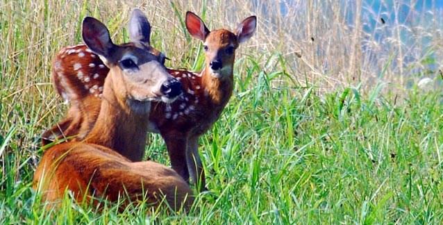 A white-tailed deer doe and fawn in the tall grass in Cades Cove