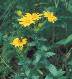 Maryland Golden Aster Wildflower