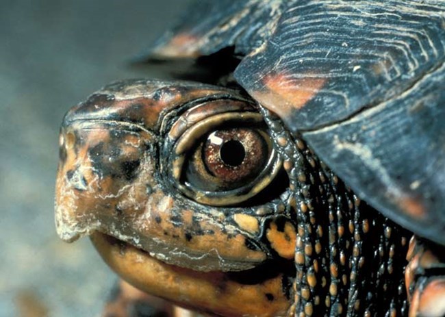 Close up photo of a box turtle's head