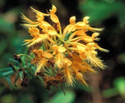 Yellow-Fringed Orchid