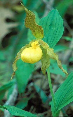 Yellow Lady's-Slipper Wildflower