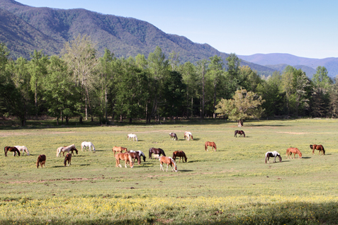 Horses graze near the Cades Cove Riding Stables at Great Smoky Mountains National Park