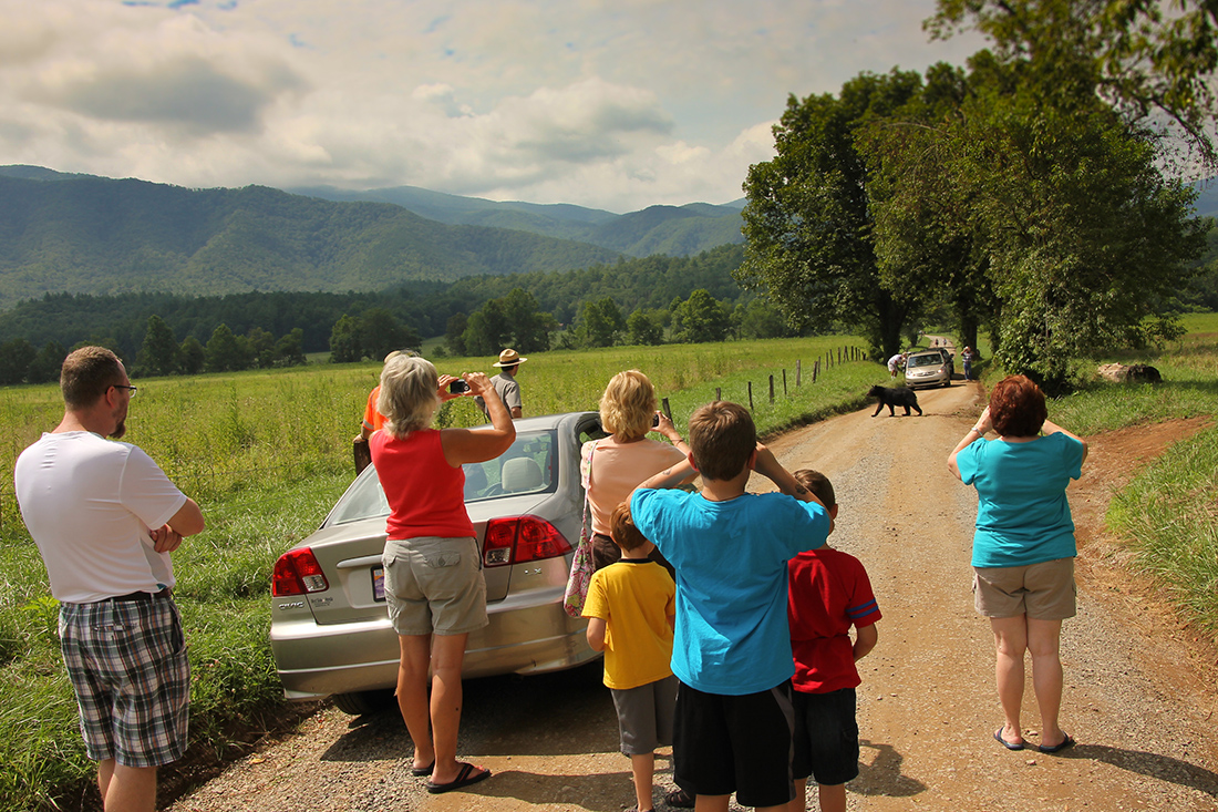 Visitors take pictures of a black bear in Cades Cove