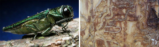 Two photos: A close up of emerald ash borer insect and a photo of the tunnels insect larva create under ash bark.